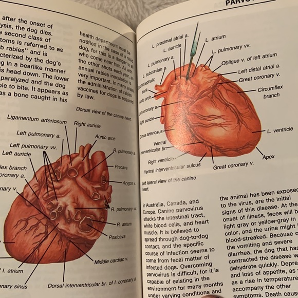 🔥4/$25🔥Labrador retrievers into guide - Picture 6 of 7